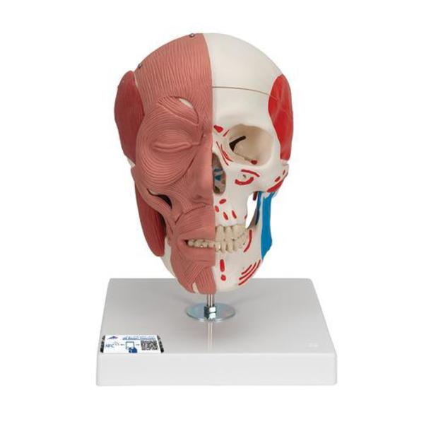 3B Scientific Skull with Facial Muscles - w/ 3B Smart Anatomy 1020181